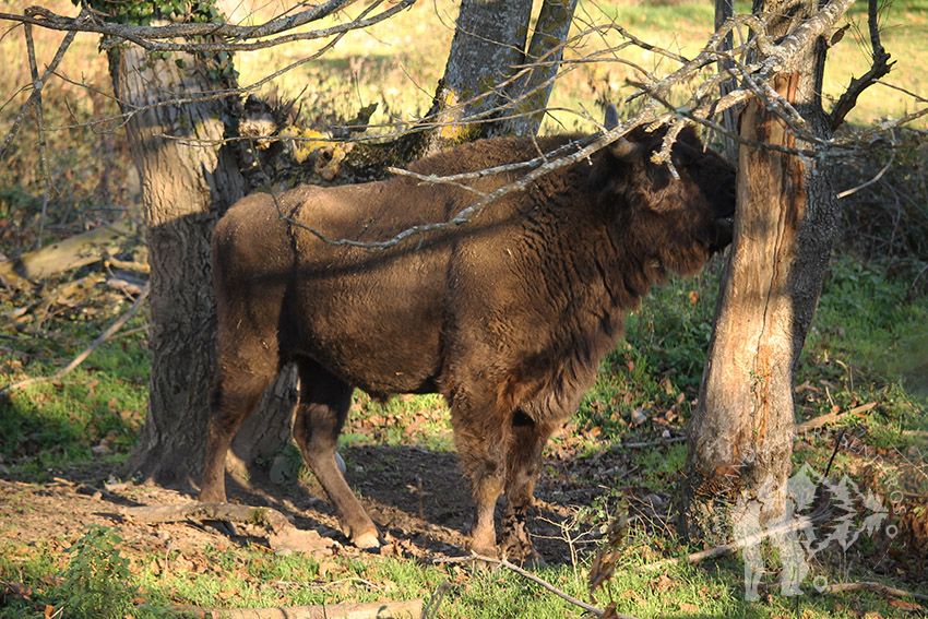 bisonte Europeo