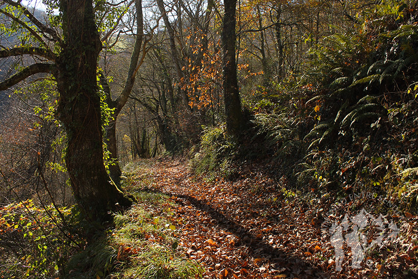 Souto da Agüeira (Lugo)