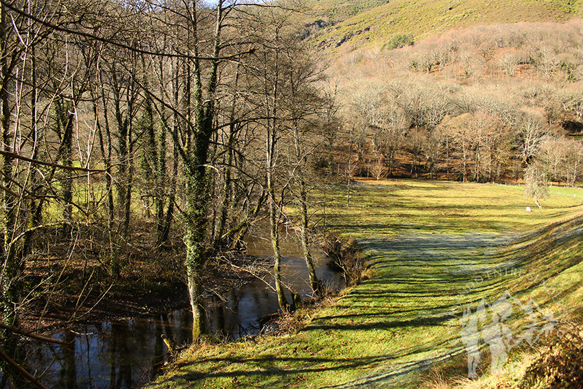 Bosque de Ribera