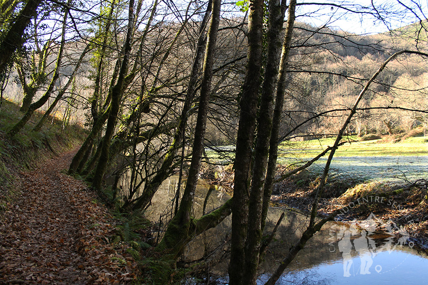 Bosque de Ribera