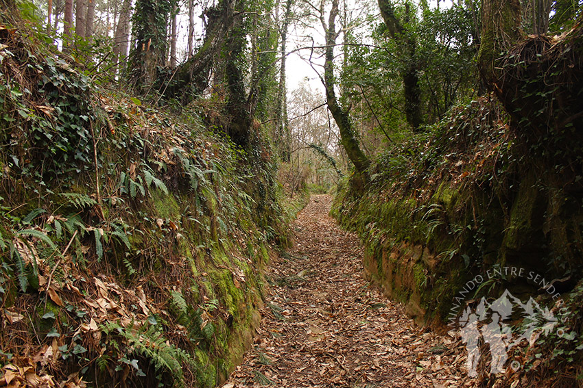 Camino entre castaños y eucaliptos