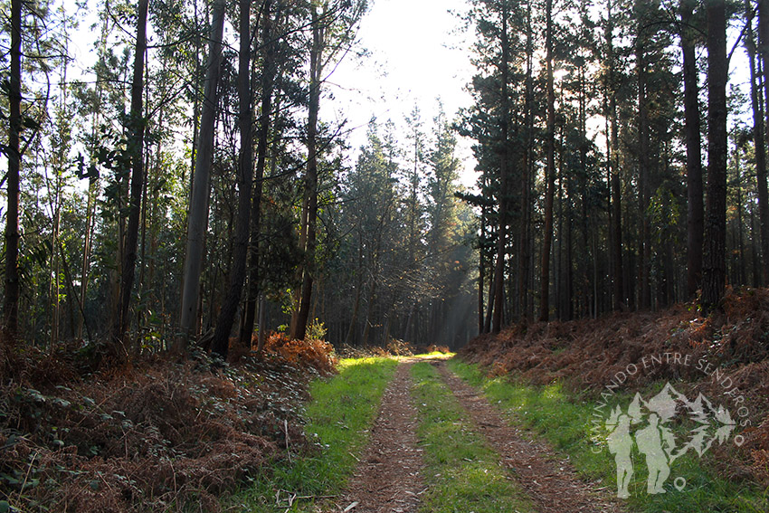 Camino entre pinos y eucaliptos