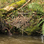 Cría de nutria
