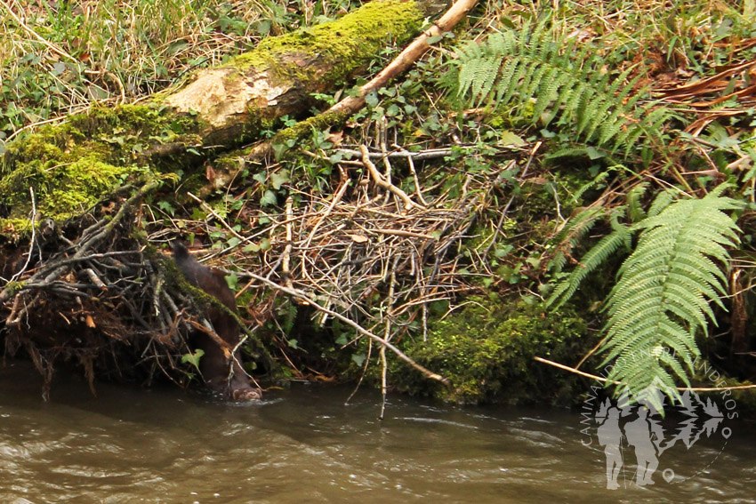 Cría de nutria