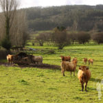 Prado de vacas y un toro