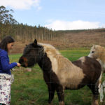 Pareja de caballos