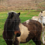 Pareja de caballos