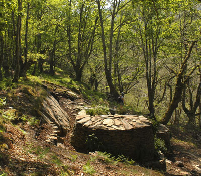 Ruta do Castañoso (A Fonsagrada)