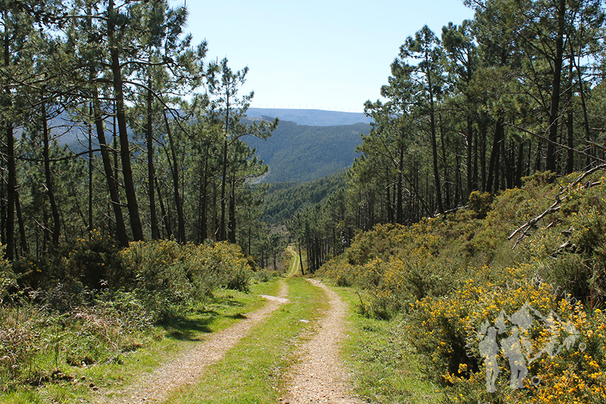 Camino de tierra hacia Cariño