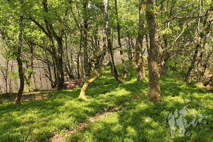 Bosque Castañoso