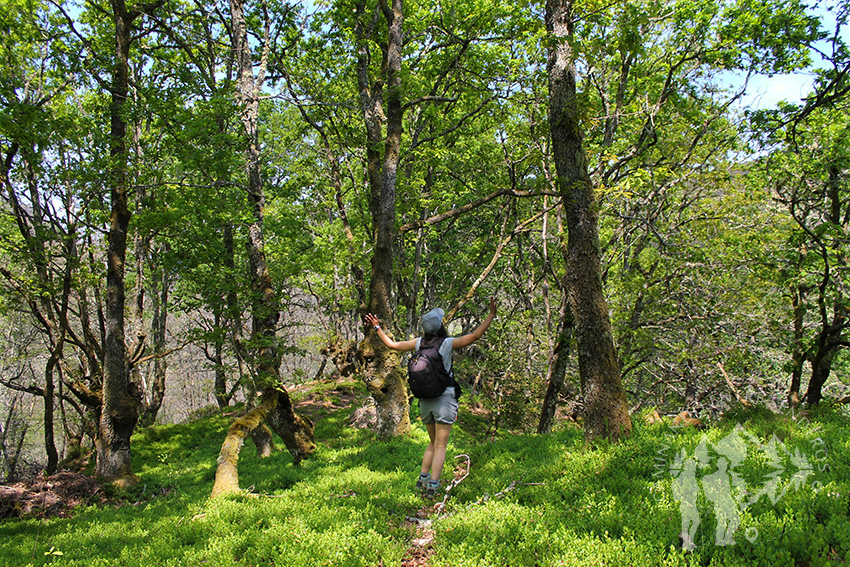 Bosque Castañoso