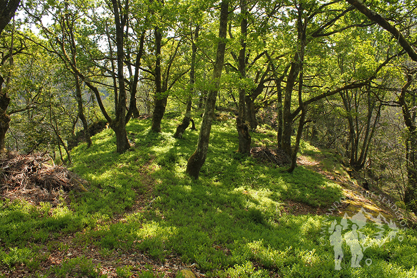 Bosque Castañoso