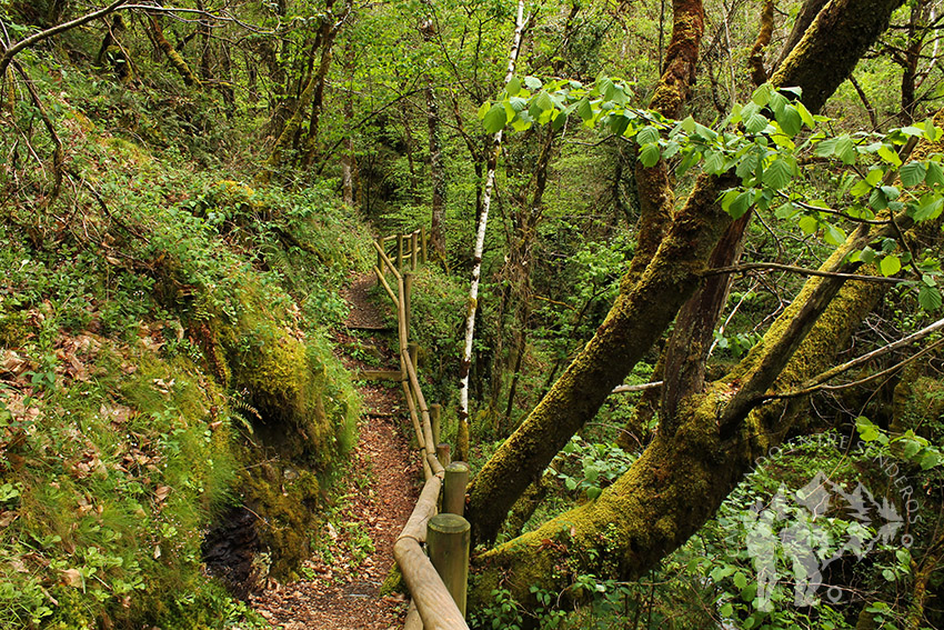 Pasarela de madera