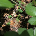 Lagarto verde