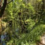 Camino río Escádebas