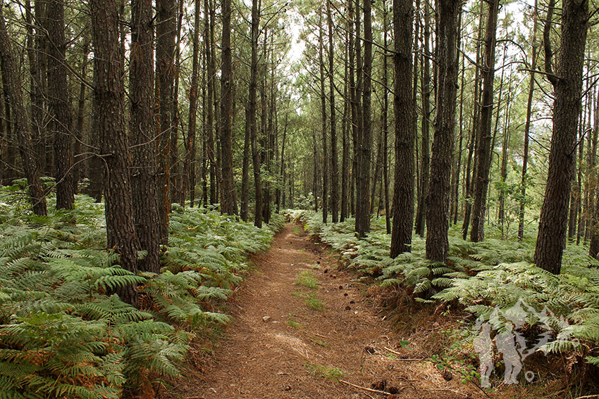 Camino hacia Oleiros
