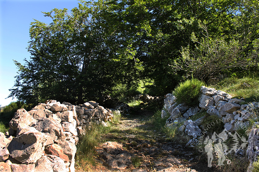 Entrada bosque de acebos