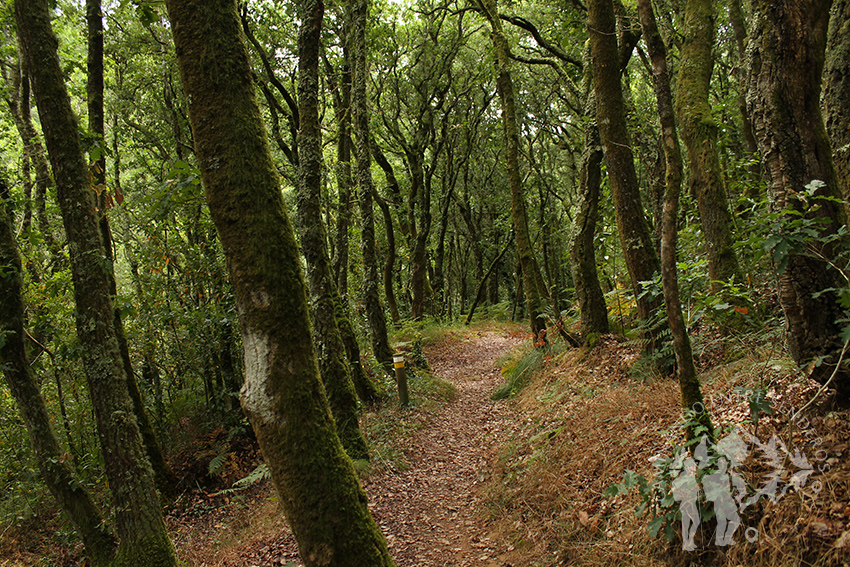 Bosque de ribera (Ulla)