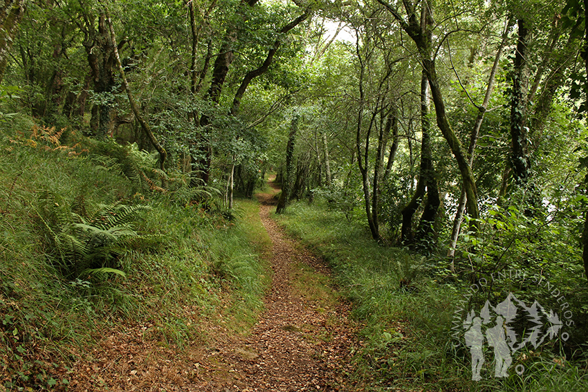 Bosque de ribera (Ulla)