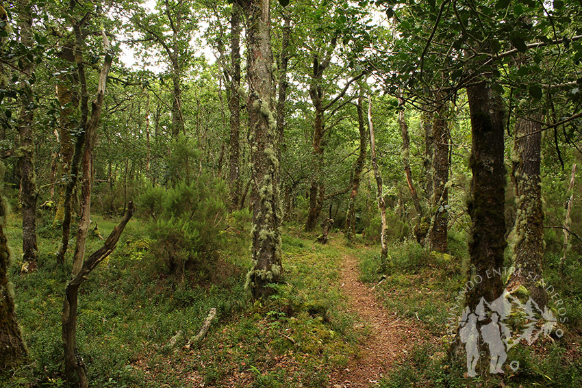 Carballeira de Viveiró