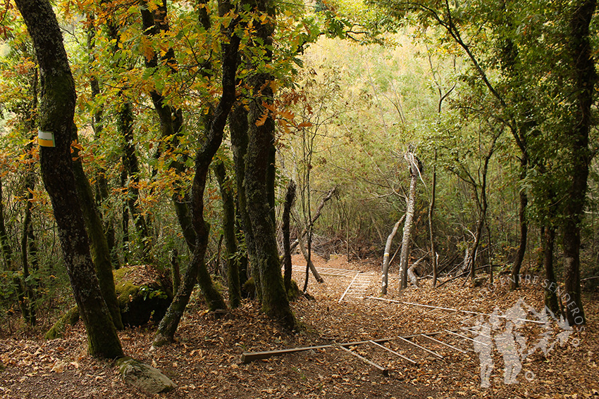 Bosque cercano a Reguenga