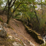 Bosque cercano a Reguenga