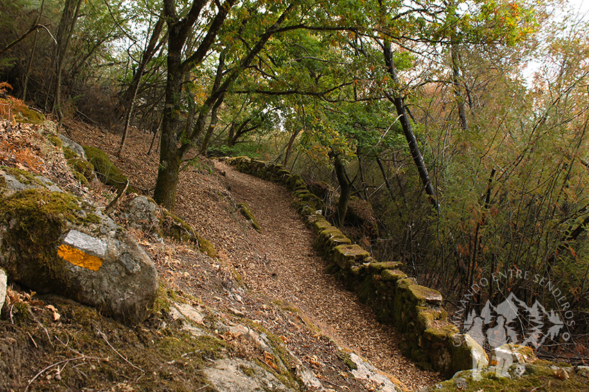 Bosque cercano a Reguenga