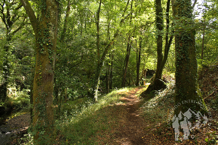 Bosque de Ribera