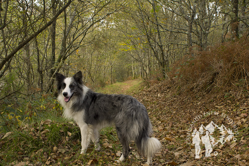 Border Collie que nos fue guiando durante todo el camino