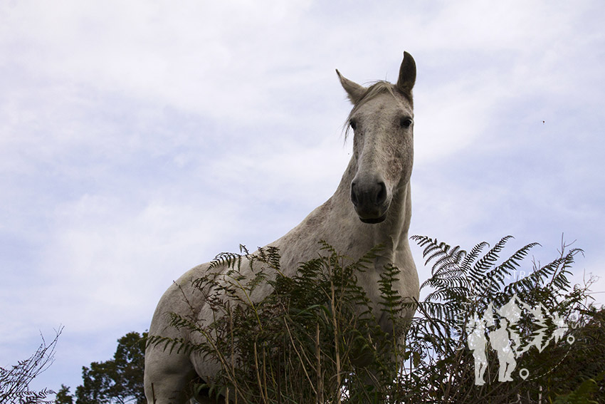 Caballo en Costoia