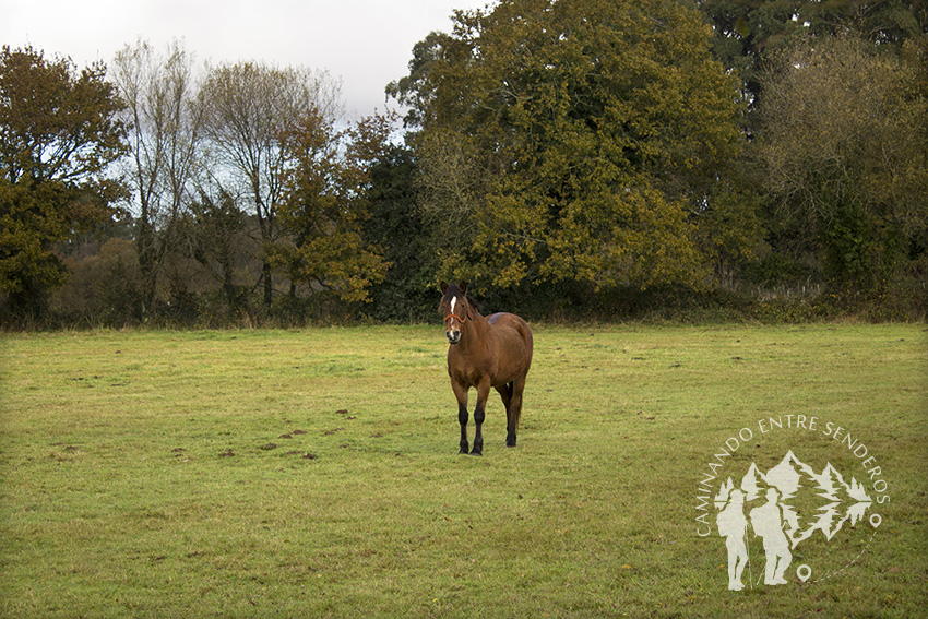 Caballo