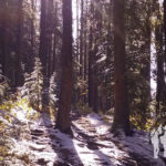 Bosque Lago Minnewanka