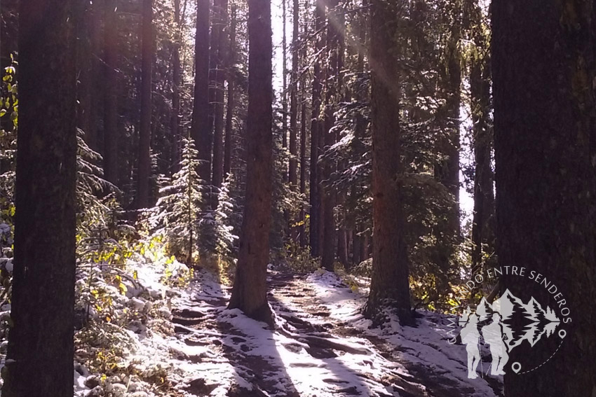 Bosque Lago Minnewanka