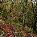 Monte Aloia (Pontevedra)