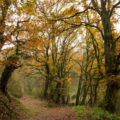 Paseo das Aceas (Sarria)