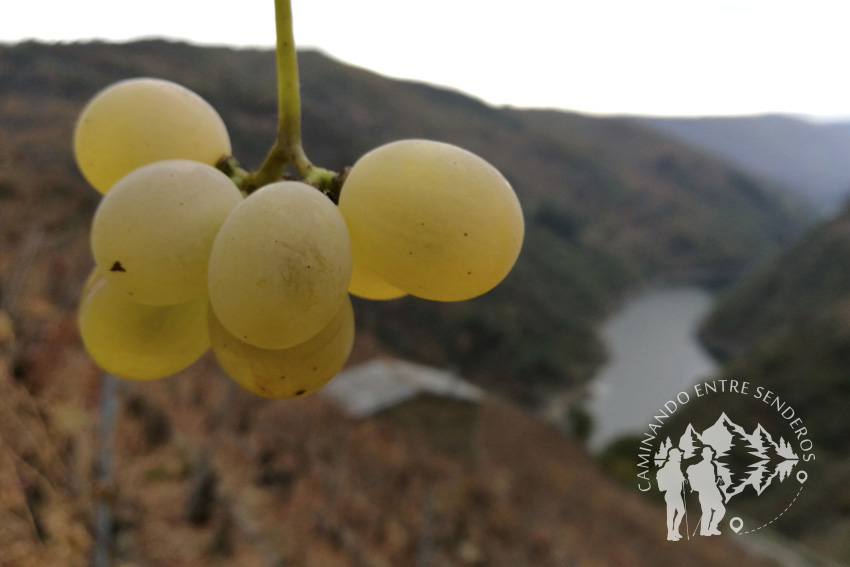 Uvas con el Sil de fondo