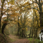 Paseo das Aceas (Sarria)