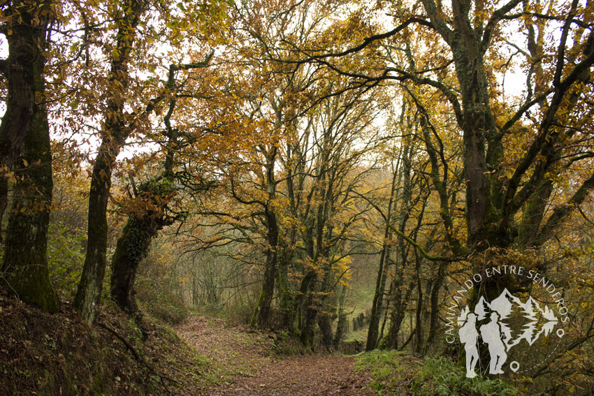 Paseo das Aceas (Sarria)