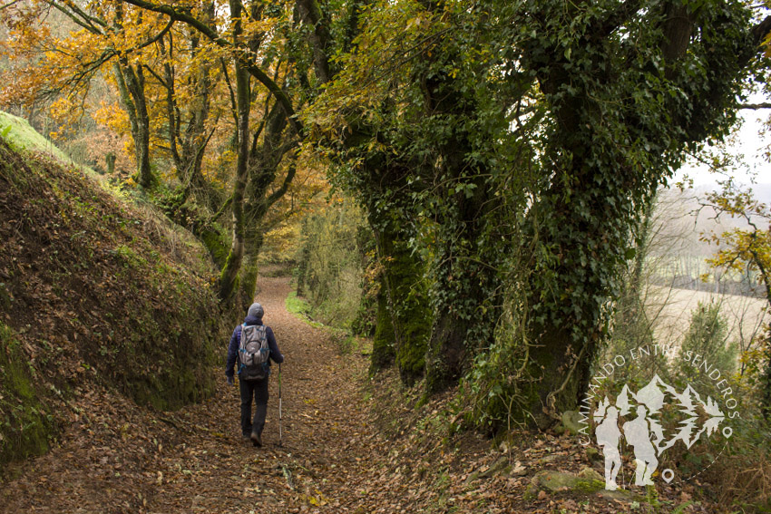 Paseo das Aceas (Sarria)