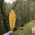 Paseo das Aceas (Sarria)