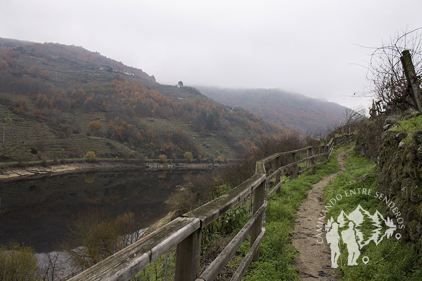 Viñedos de Belesar