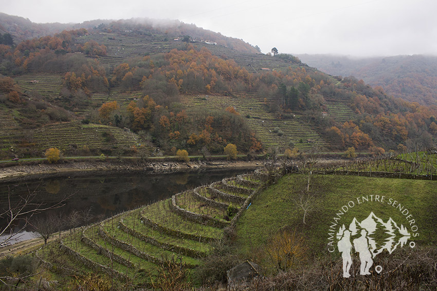 Viñedos de Belesar