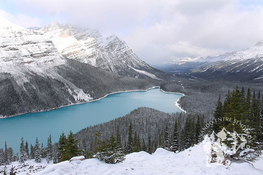 Lago Peyto (Banff)