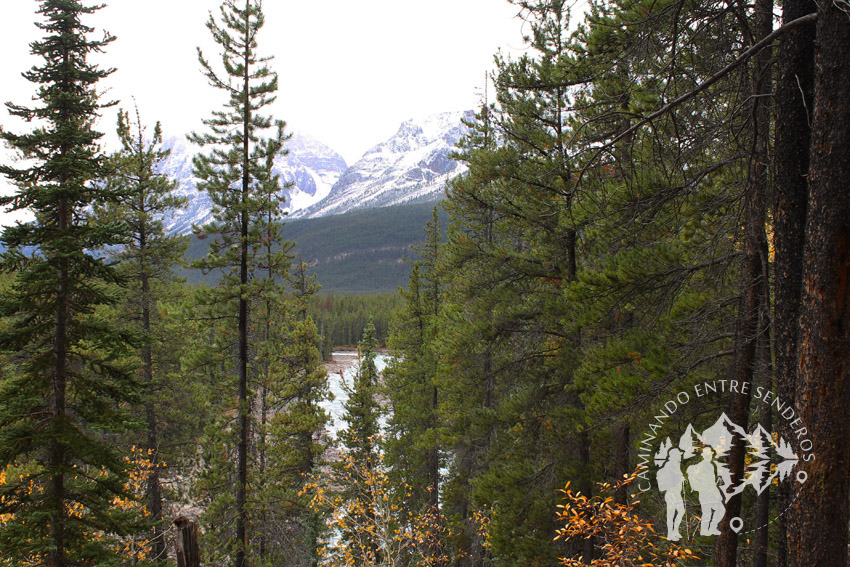 Sunwapta Falls (Jasper)