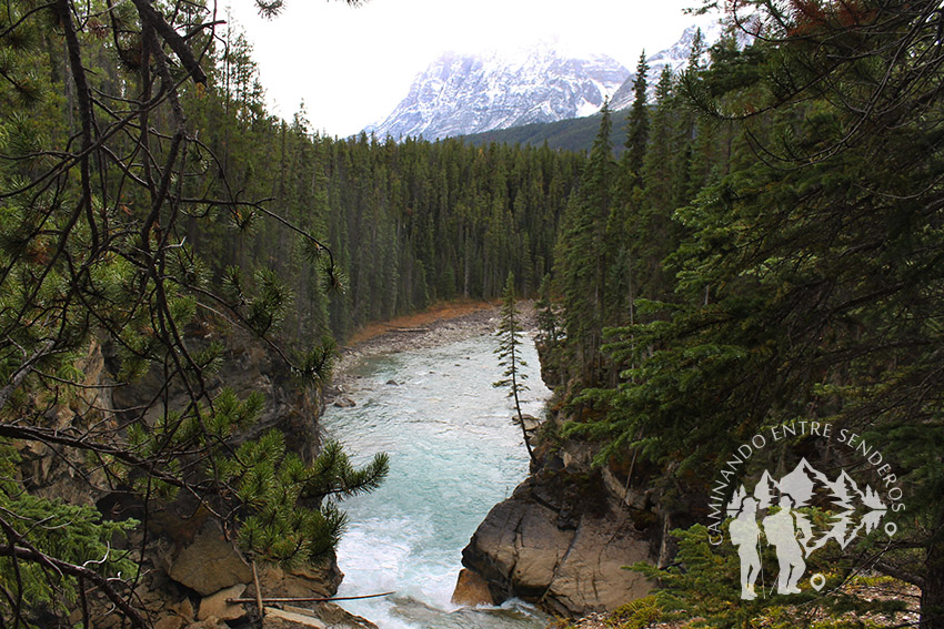 Sunwapta Falls (Jasper)