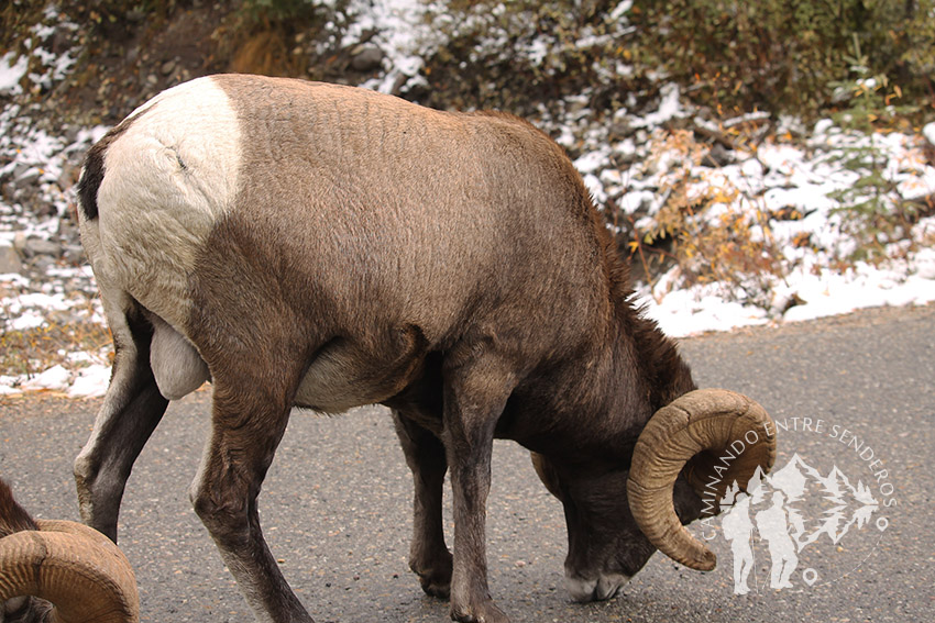 Cabras montesas