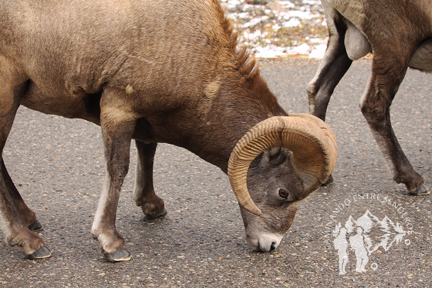 Cabras montesas