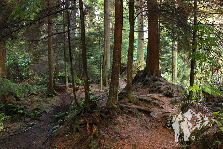 Stanley Park (Vancouver)