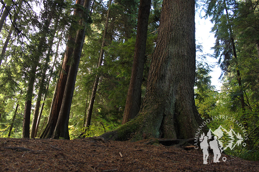 Stanley Park (Vancouver)