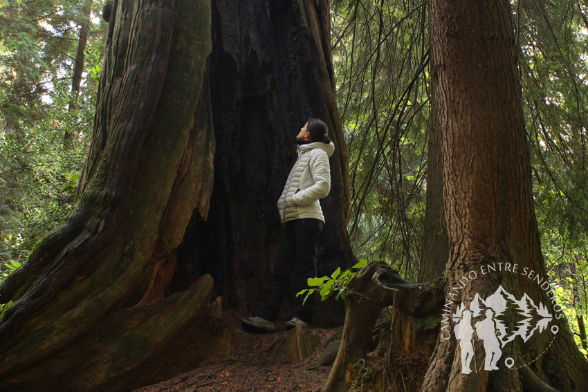 Stanley Park (Vancouver)